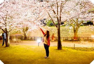 「兼六園の桜」を心ゆくまで楽しむ