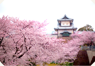 兼六園　桜が綺麗な時期2018年