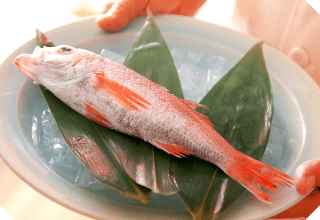 金沢で有名なのどぐろとは？産地や旬の時期・美味しい食べ方を紹介