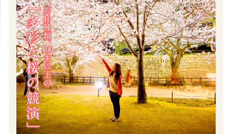 金沢老舗旅館のとや│金沢を彩る│第6回「兼六園の桜」をこころゆくまで楽しむ
