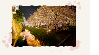 金沢老舗旅館のとや│金沢を彩る│第5回「兼六園の桜」をこころゆくまで楽しむ