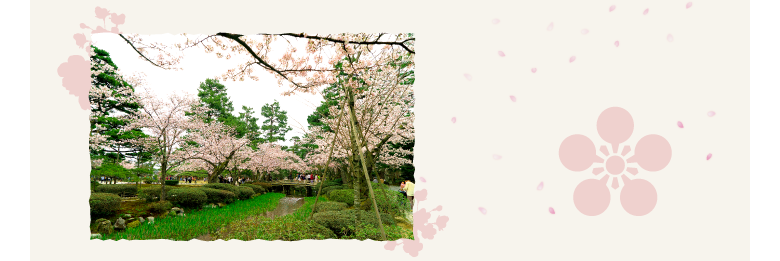 金沢老舗旅館のとや│金沢を彩る│第5回「兼六園の桜」をこころゆくまで楽しむ