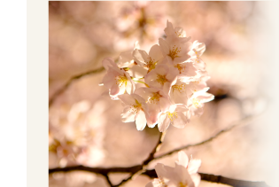 金沢老舗旅館のとや│金沢を彩る│第5回「兼六園の桜」をこころゆくまで楽しむ