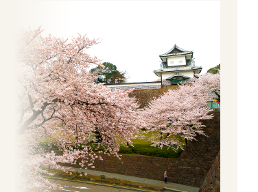 金沢老舗旅館のとや│金沢を彩る│第5回「兼六園の桜」をこころゆくまで楽しむ