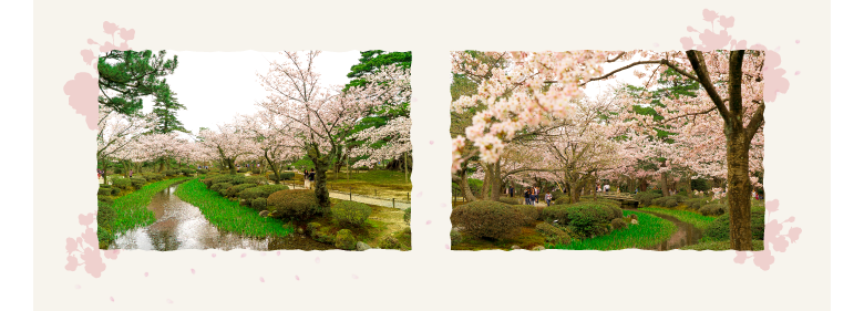 金沢老舗旅館のとや│金沢を彩る│第5回「兼六園の桜」をこころゆくまで楽しむ